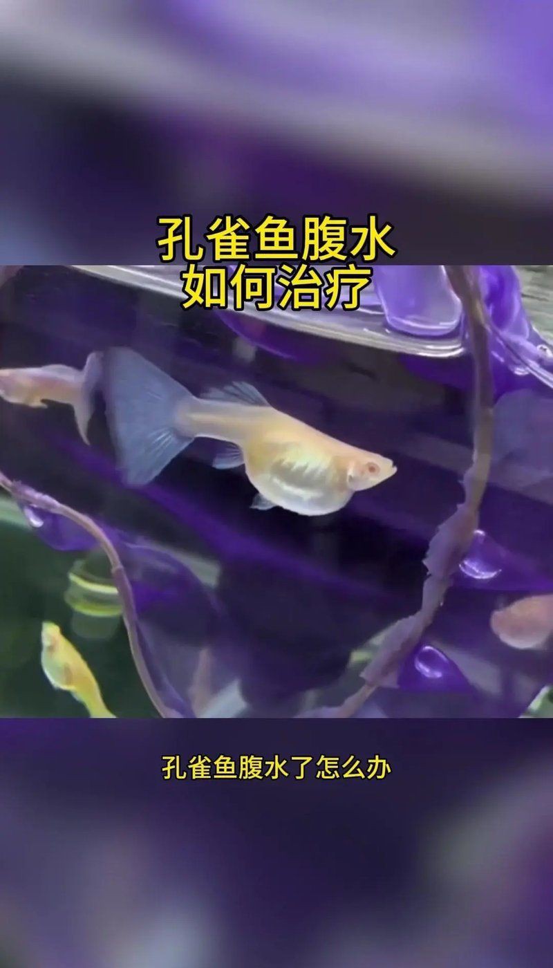 魚腹水了加鹽可以緩解嗎【孔雀魚腹水試試這3個(gè)簡單方法，知乎金魚肚子脹大3招幫你解決】