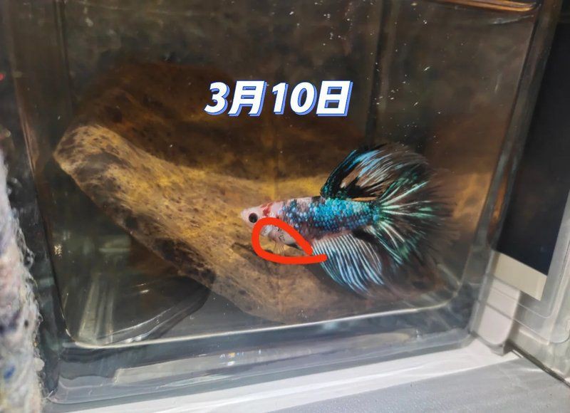 魚腹水了加鹽可以緩解嗎【孔雀魚腹水試試這3個(gè)簡單方法，知乎金魚肚子脹大3招幫你解決】