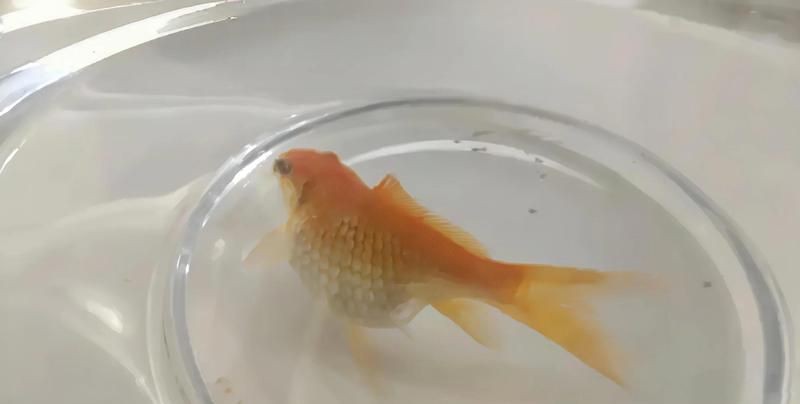 魚腹水了加鹽可以緩解嗎【孔雀魚腹水試試這3個(gè)簡單方法，知乎金魚肚子脹大3招幫你解決】