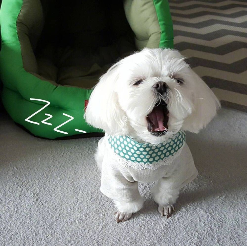 金龍魚是淡水魚嗎還是海魚【金龍魚的典型的淡水魚類特征和行為特征，金龍魚的特征】