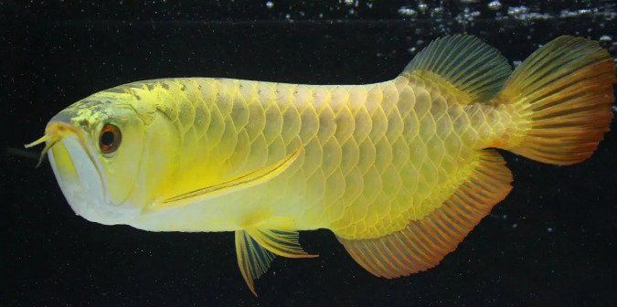 金龍魚是淡水魚嗎還是海魚【金龍魚的典型的淡水魚類特征和行為特征，金龍魚的特征】