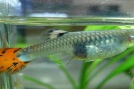 孔雀魚生的卵能活嗎【嗶哩嗶哩嗶哩嗶哩孔雀魚產后護理全攻略】