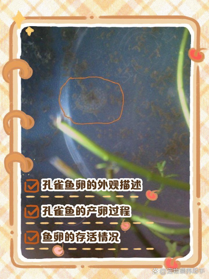 孔雀魚生的卵能活嗎【嗶哩嗶哩嗶哩嗶哩孔雀魚產后護理全攻略】