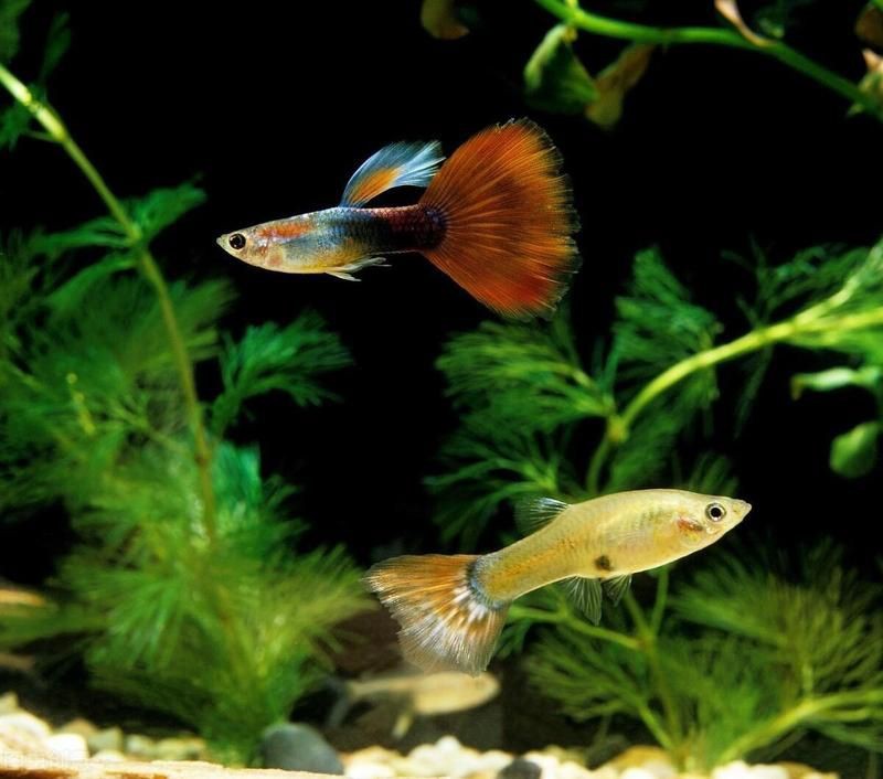 孔雀魚生的卵能活嗎【嗶哩嗶哩嗶哩嗶哩孔雀魚產后護理全攻略】