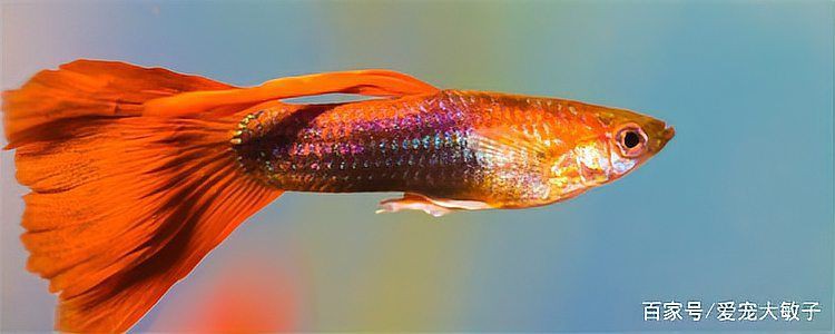 孔雀魚生的卵能活嗎【嗶哩嗶哩嗶哩嗶哩孔雀魚產后護理全攻略】