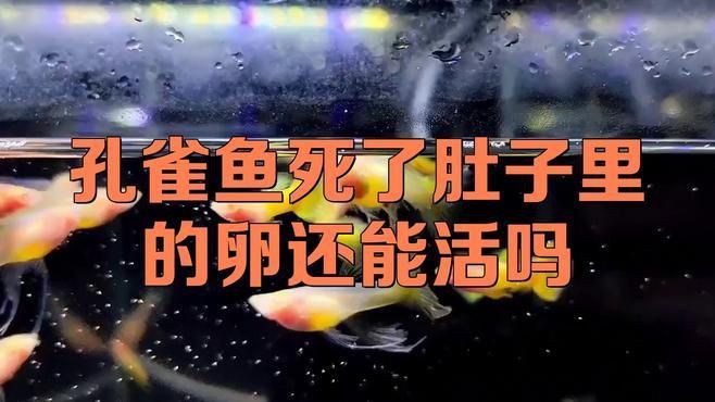 孔雀魚生的卵能活嗎【嗶哩嗶哩嗶哩嗶哩孔雀魚產后護理全攻略】