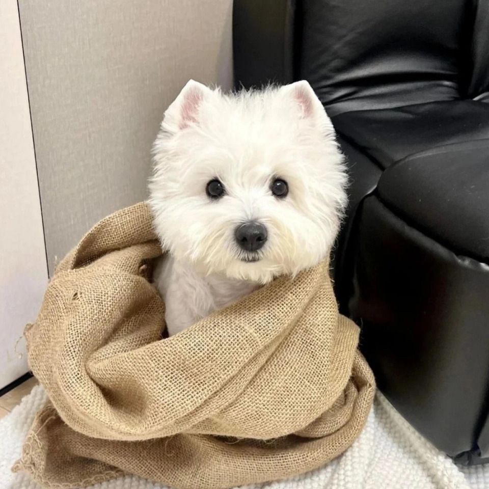 魚缸尺寸最好最吉利【魚缸尺寸全攻略】