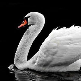 魚缸尺寸最好最吉利【魚缸尺寸全攻略】