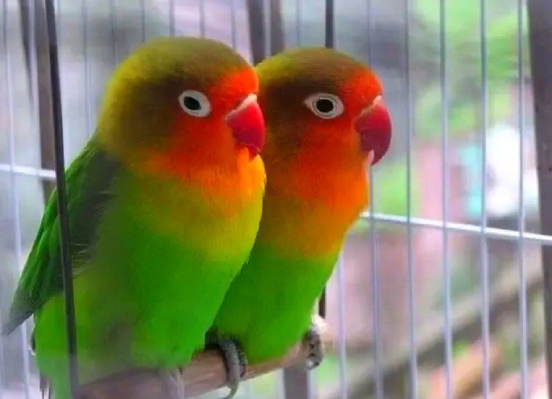 烈火鸚鵡和黃金絲區別【烈火金絲與黃金絲牡丹鸚鵡的區別】