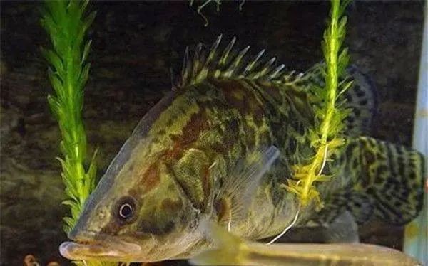 桂花魚有魚鱗還是無鱗【桂花魚有魚鱗還是無鱗，很多人不知道“這3步”,怪不得蒸出來魚肉又老又腥】