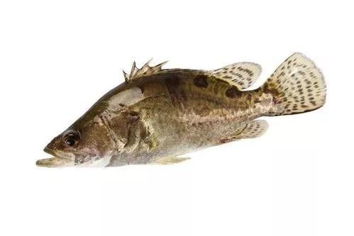 桂花魚有魚鱗還是無鱗【桂花魚有魚鱗還是無鱗，很多人不知道“這3步”,怪不得蒸出來魚肉又老又腥】