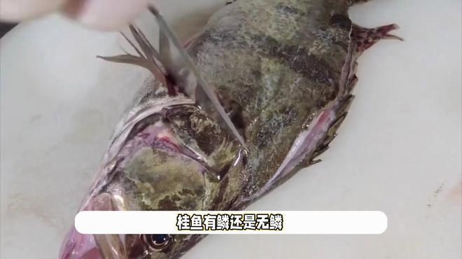 桂花魚有魚鱗還是無鱗【桂花魚有魚鱗還是無鱗，很多人不知道“這3步”,怪不得蒸出來魚肉又老又腥】
