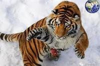 東北虎是最強的虎種嗎【東北虎和孟加拉虎哪個厲害綠野仙蹤最強虎種排行榜】