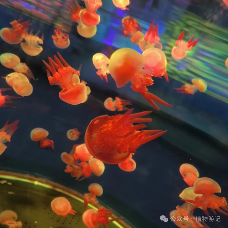 世界十大最美水母【世界十大最美水母作文】