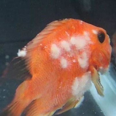 魚身上長白毛【《魚身上長白毛》當發現魚身上長白毛時】