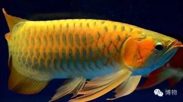 有沒有龍魚攝影作品欣賞？【zili,龍魚太平洋攝影部落霸氣而古老的龍魚家族】