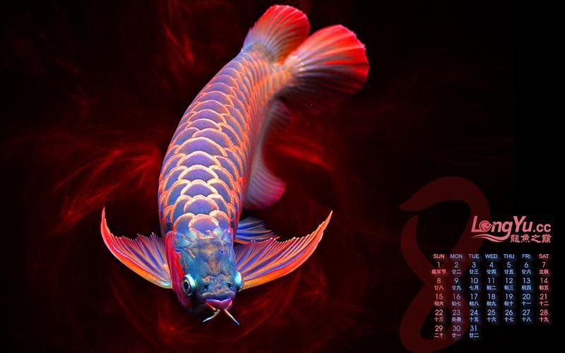 有沒有龍魚攝影作品欣賞？【zili,龍魚太平洋攝影部落霸氣而古老的龍魚家族】