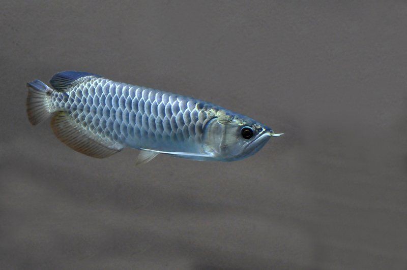 有沒有龍魚攝影作品欣賞？【zili,龍魚太平洋攝影部落霸氣而古老的龍魚家族】