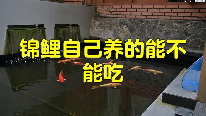 鏡鯉為什么不建議吃【鏡鯉不建議食用】