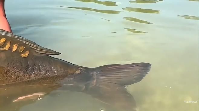 鏡鯉為什么不建議吃【鏡鯉不建議食用】