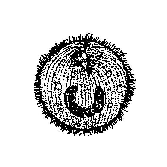 魚(yú)肚里有白色扁蟲(chóng)子【關(guān)于魚(yú)類寄生蟲(chóng)的問(wèn)題】