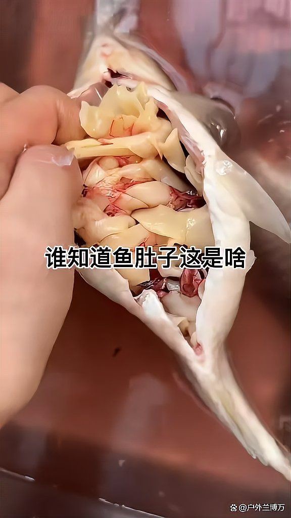 魚(yú)肚里有白色扁蟲(chóng)子【關(guān)于魚(yú)類寄生蟲(chóng)的問(wèn)題】