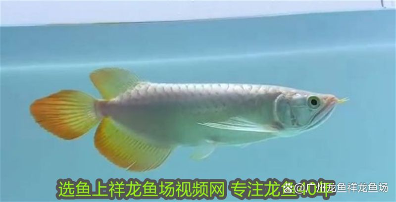 十大名牌紅龍魚排名【十大名牌紅龍魚品種排行榜(紅龍品種排名】