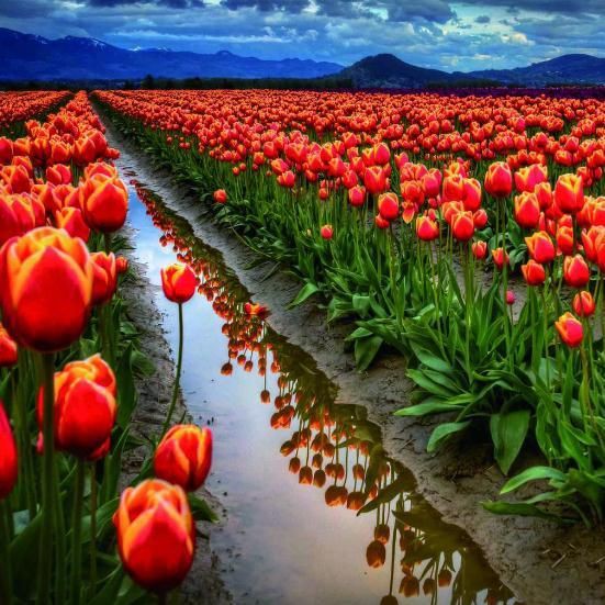 魚擺件魚頭的朝向【金龍魚擺件擺放有講究,財運自然來淘寶網】