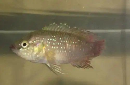 如何判斷龍魚是否感染爛鰭？【如何判斷龍魚是否生病】