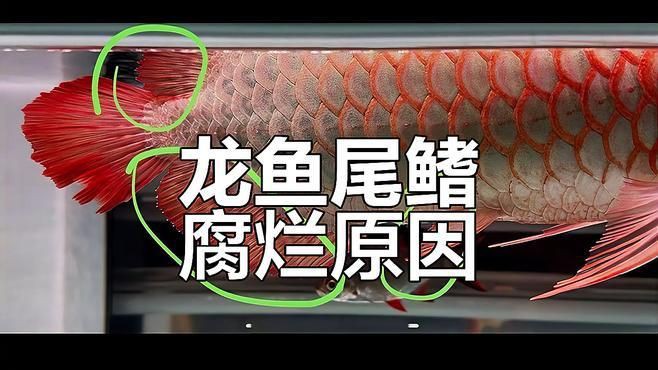 如何判斷龍魚是否感染爛鰭？【如何判斷龍魚是否生病】