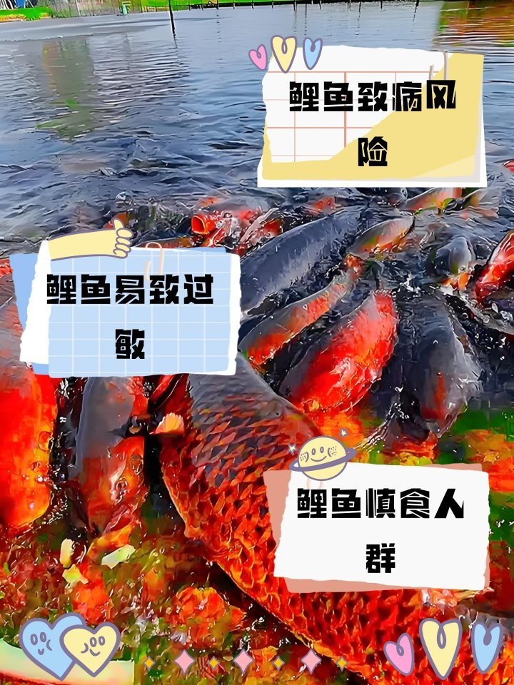 三花鯉魚為啥不建議吃【三花鯉魚為什么不宜吃】