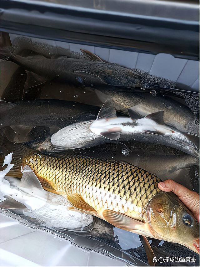 三花鯉魚為啥不建議吃【三花鯉魚為什么不宜吃】