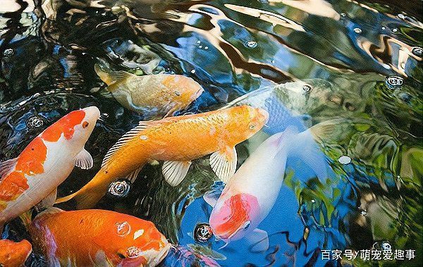 錦鯉養什么顏色最吉利【紅白錦鯉養什么顏色最吉利】