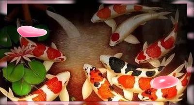 錦鯉養什么顏色最吉利【紅白錦鯉養什么顏色最吉利】