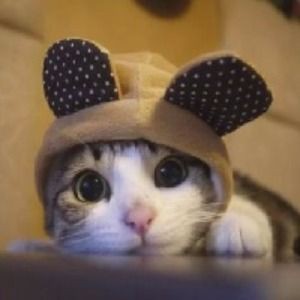 錦鯉養什么顏色最吉利【紅白錦鯉養什么顏色最吉利】