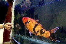 錦鯉養什么顏色最吉利【紅白錦鯉養什么顏色最吉利】