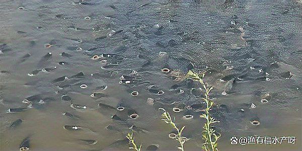 魚浮頭的解決方法【魚浮頭怎么辦】