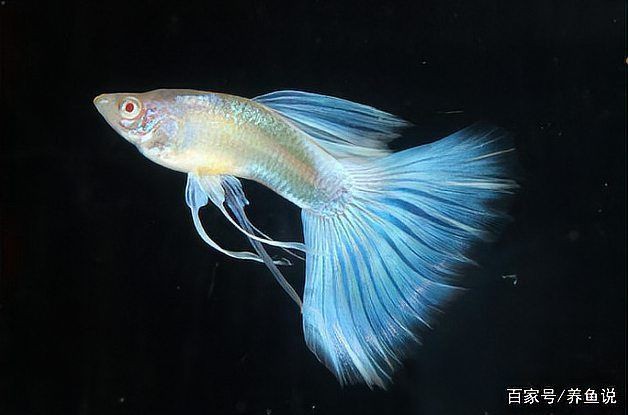母魚肚子很大為什么死了【母魚肚子很大卻死亡的原因】