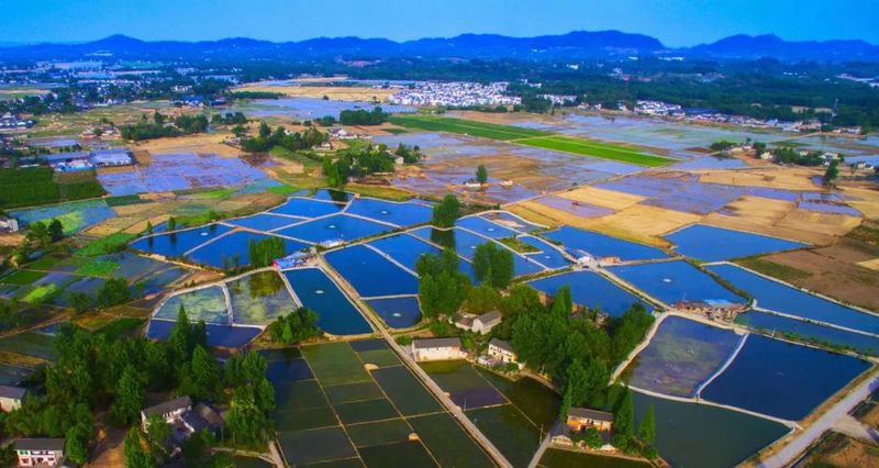 新津龍魚店【五一來新津龍魚店請你吃條大的新津龍魚店哪家口碑最好】