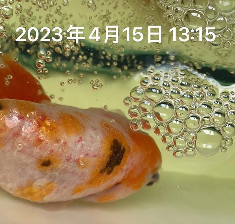 魚頭紅了好像充血是什么原因【水產養殖技術周老師魚頭部充血的治療方案及治療方案】