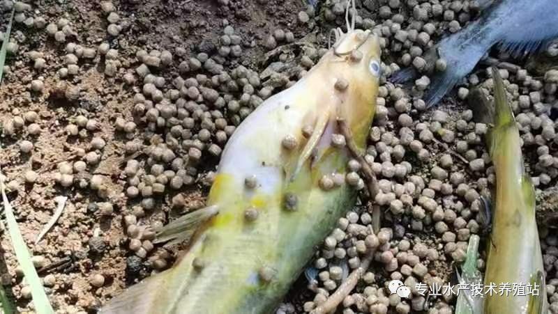 魚頭紅了好像充血是什么原因【水產養殖技術周老師魚頭部充血的治療方案及治療方案】