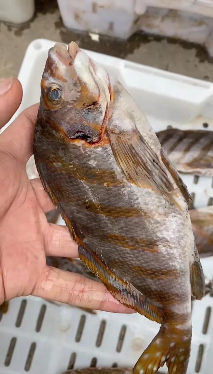 三刀魚有幾種圖片【\