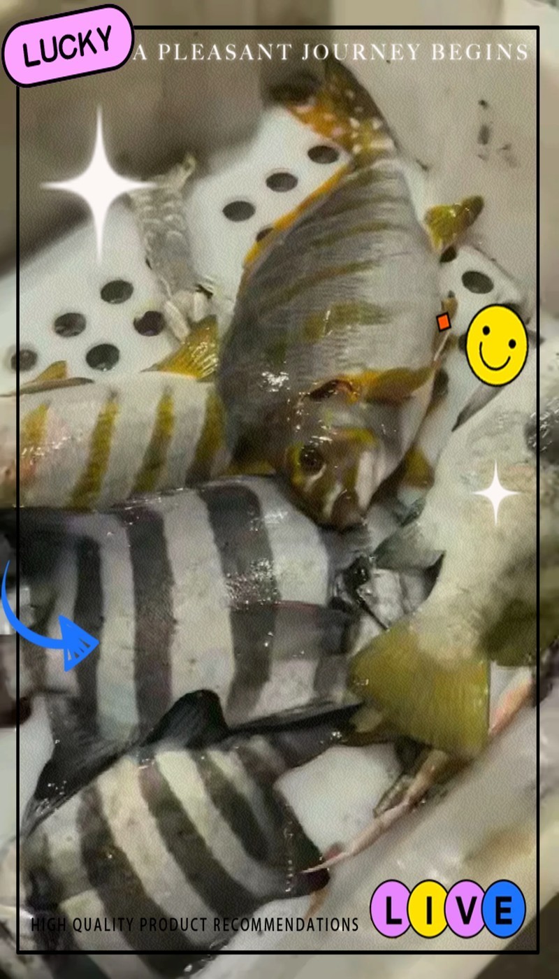 三刀魚有幾種圖片【\