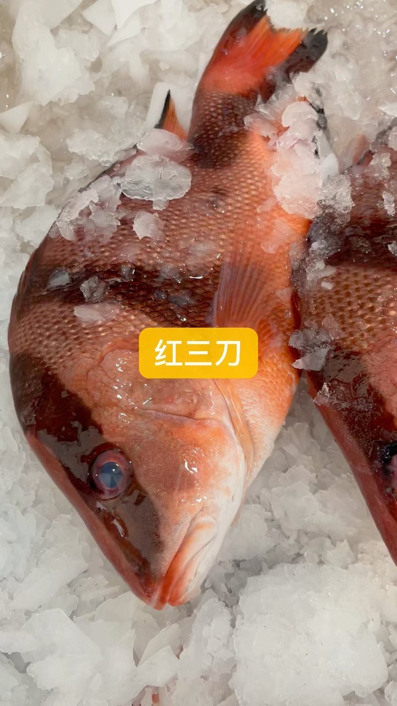 三刀魚有幾種圖片【\