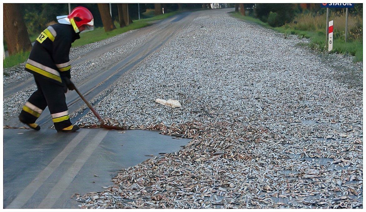 世界上真的有魚雨嗎【《世界上真的有魚雨嗎》\