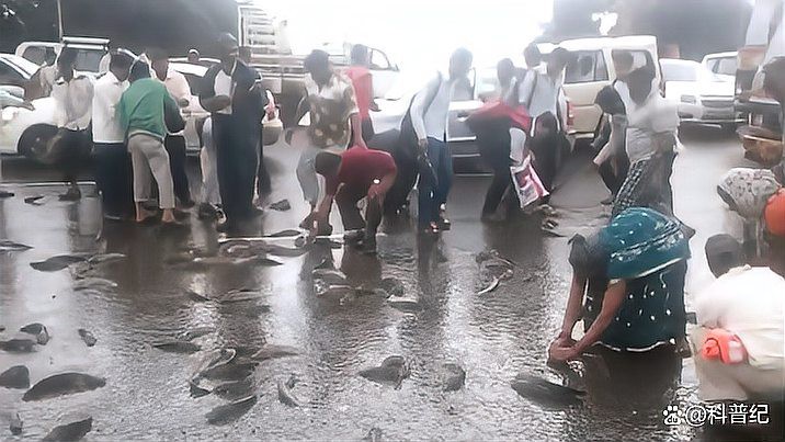 世界上真的有魚雨嗎【《世界上真的有魚雨嗎》\