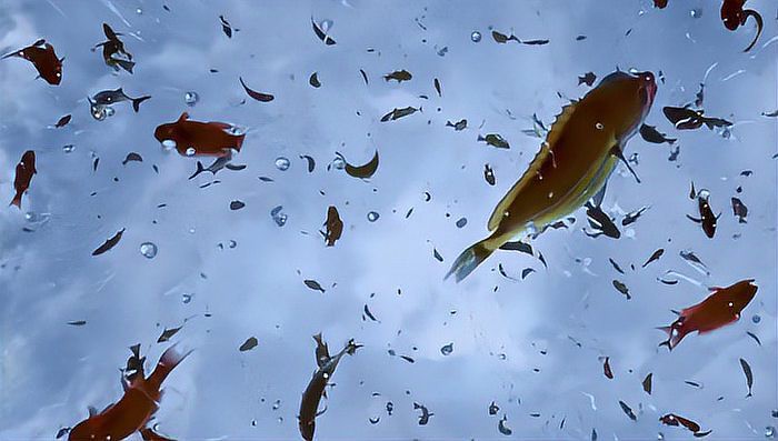 世界上真的有魚雨嗎【《世界上真的有魚雨嗎》\