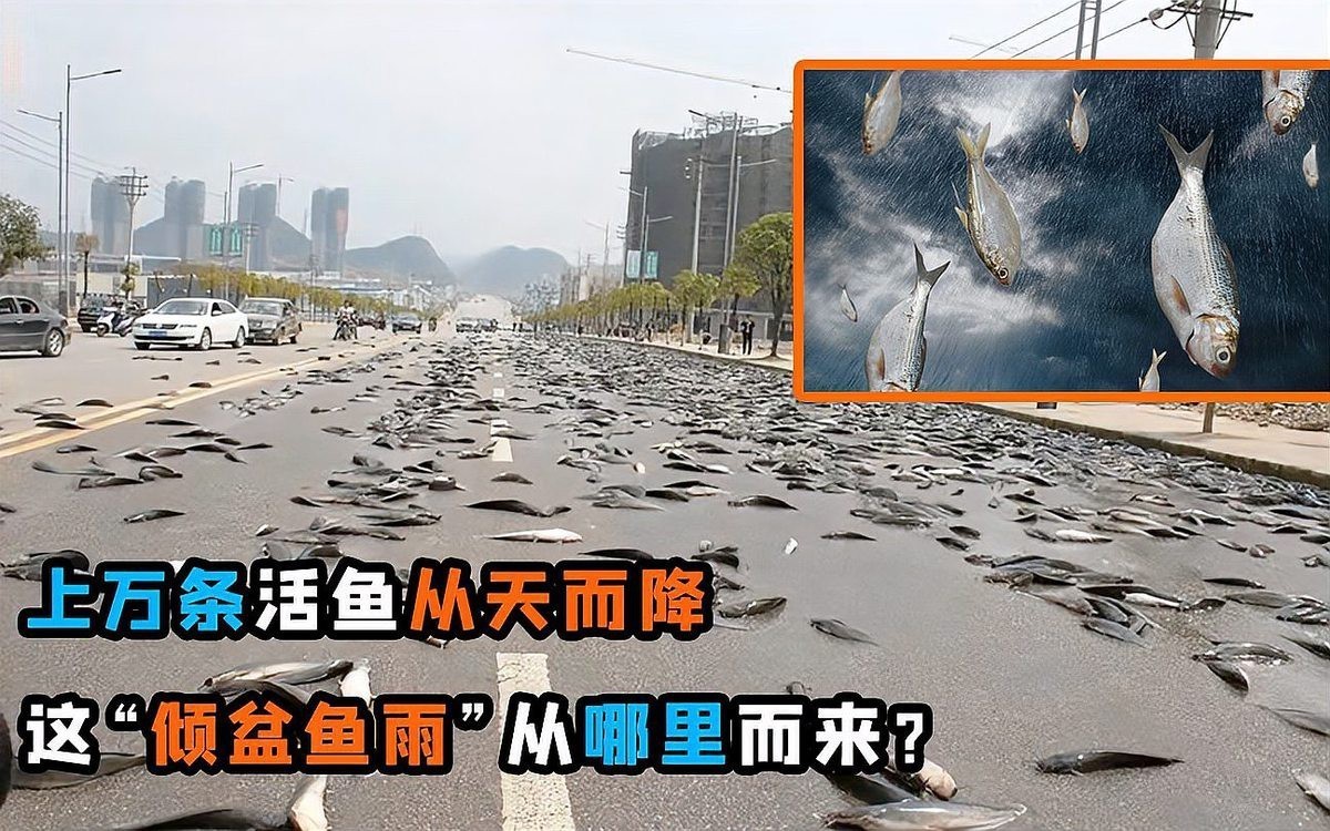 世界上真的有魚雨嗎【《世界上真的有魚雨嗎》\