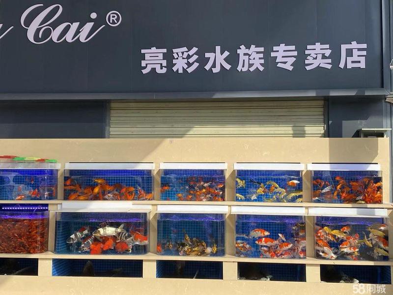 二手龍魚轉讓平臺最新消息查詢【二手龍魚交易市場活躍度較高】