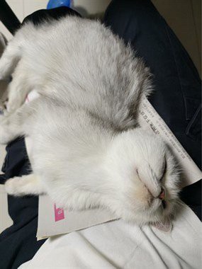 二手龍魚轉讓平臺最新消息查詢【二手龍魚交易市場活躍度較高】